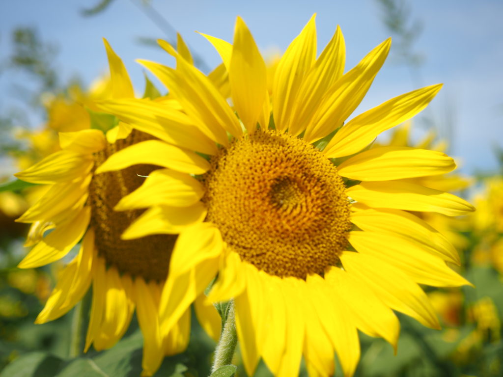 Sunflowers for Sunday