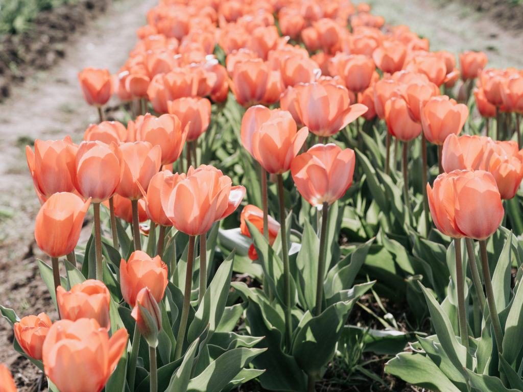 tip-toeing-through-the-tulips