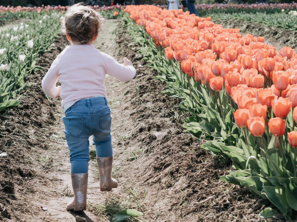 toddler-tip-toeing-through-the-tulips