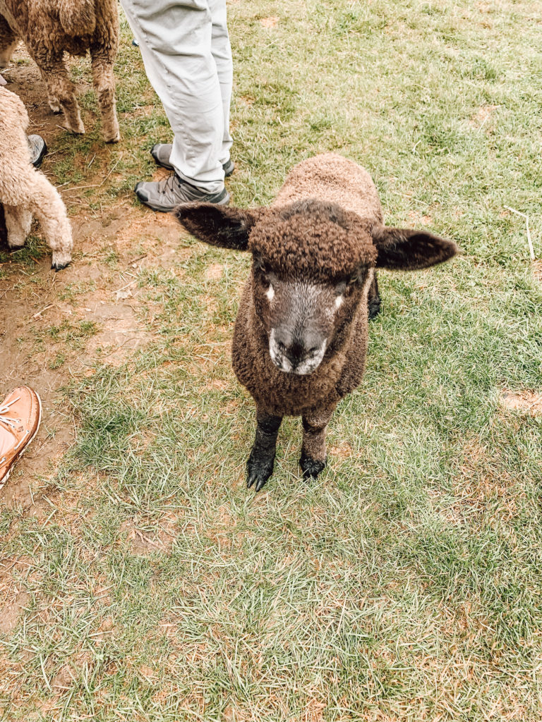 new-hampshire-petting-zoo