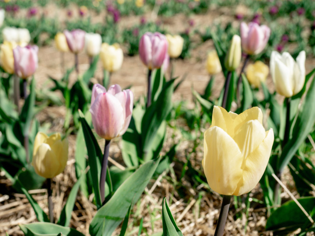 tulip-season-tulip-field