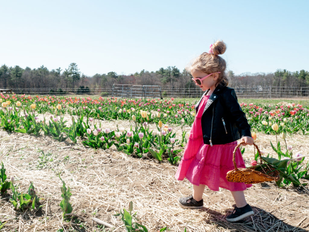 tulip-season-tulip-field