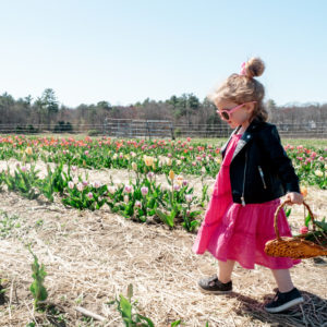 tulip-season-tulip-field