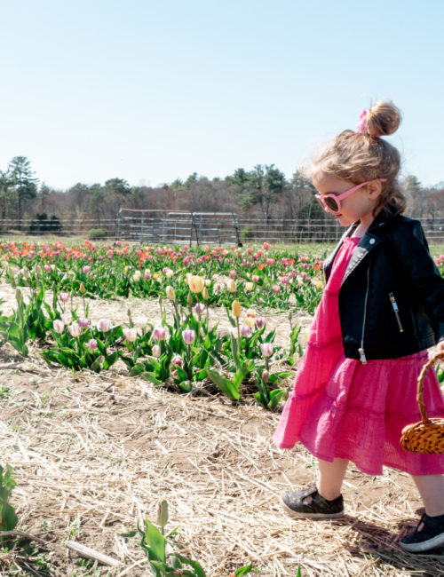 tulip-season-tulip-field