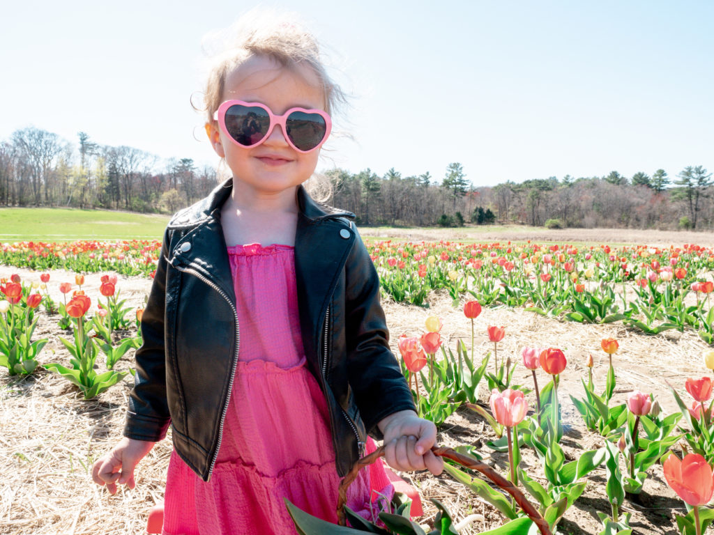 tulip-season-tulip-field