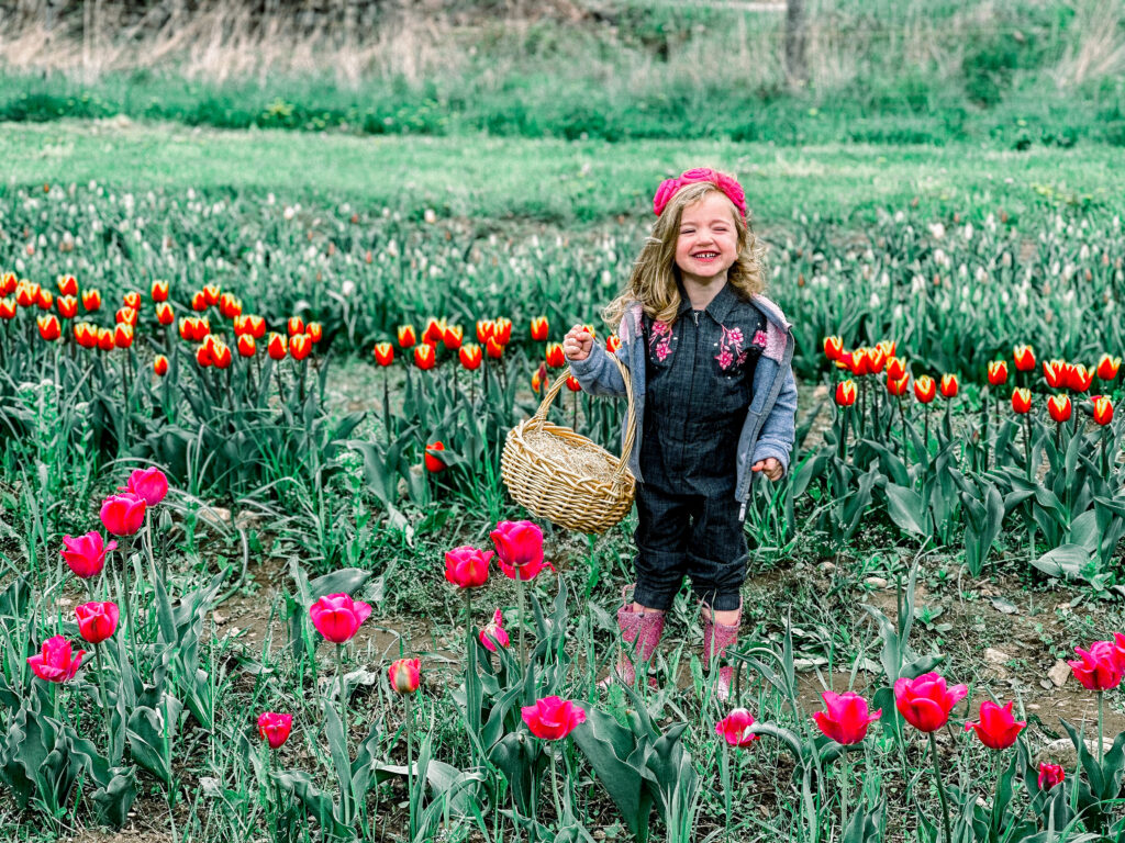 tulip field