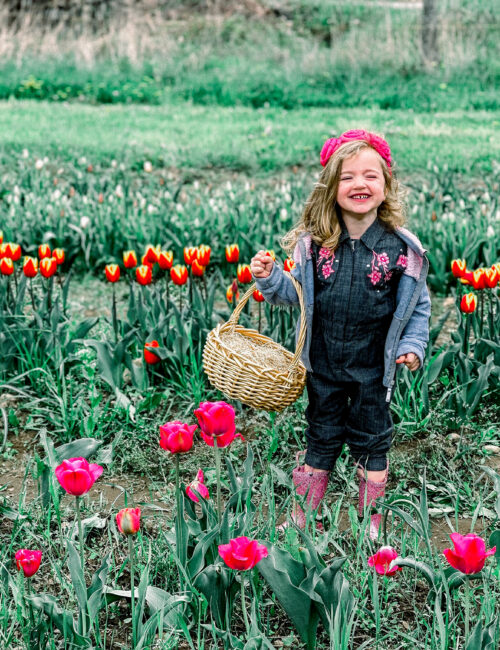 tulip field