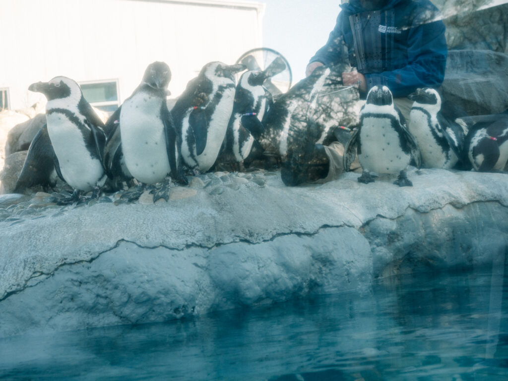 Mystic Aquarium